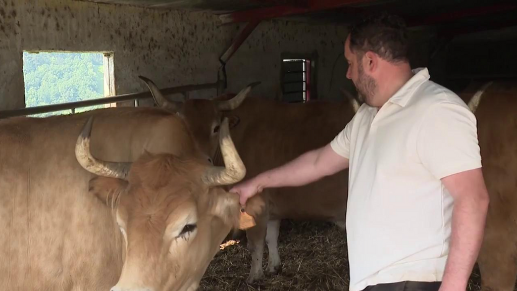 Roban un Buey en un rancho del País Vasco: "era el de mayor precio y valor"