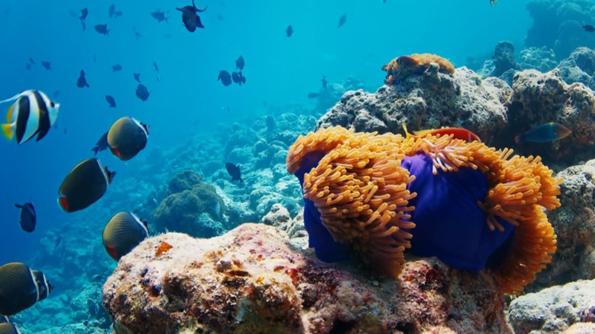 Día Mundial de los Océanos, degradados cada vez más por el cambio climático y la contaminación