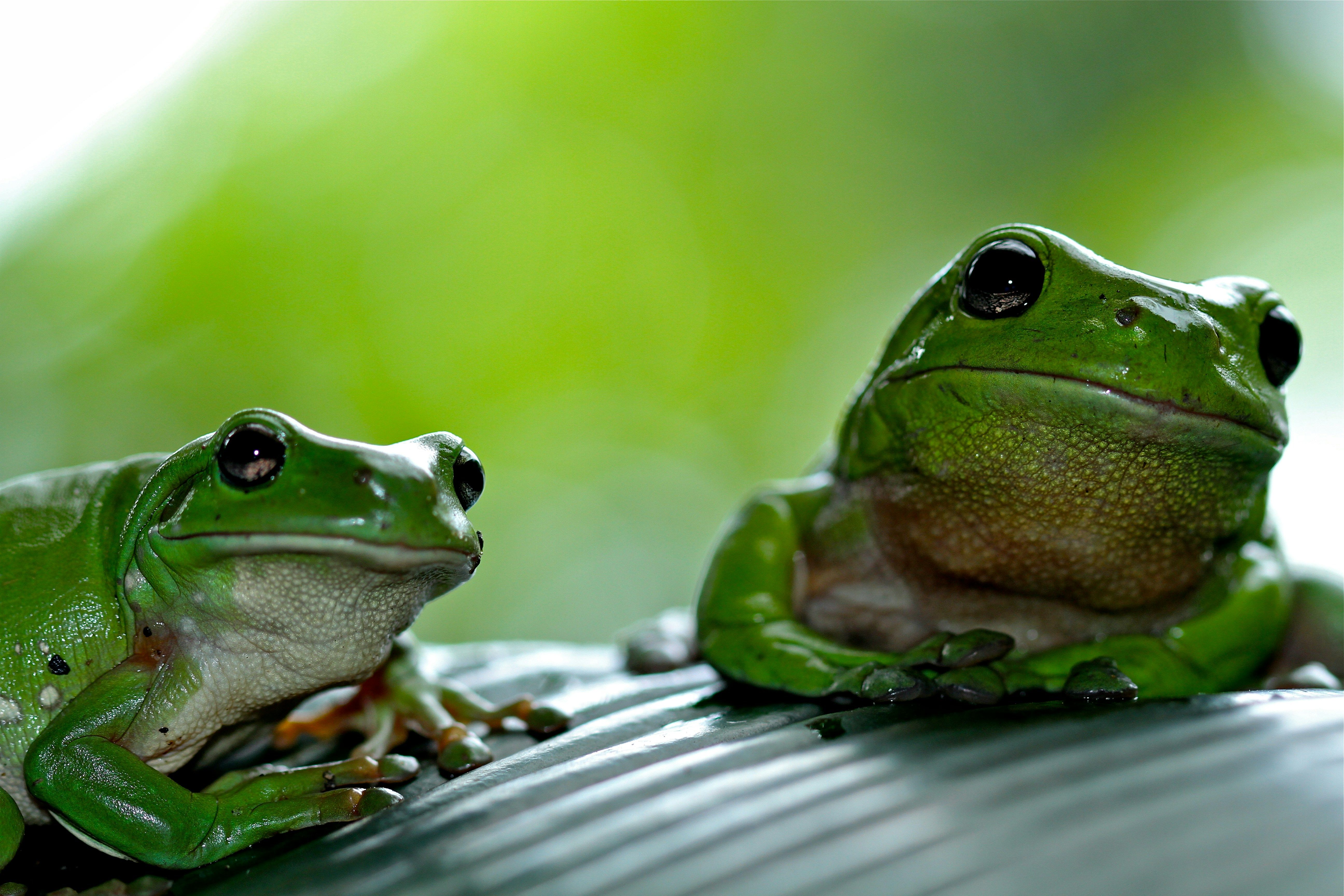 ranas unsplash ranas unsplash