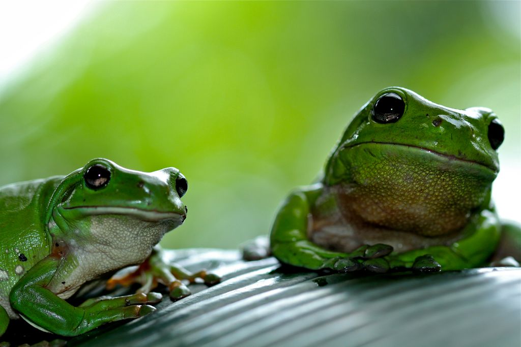 ranas unsplash