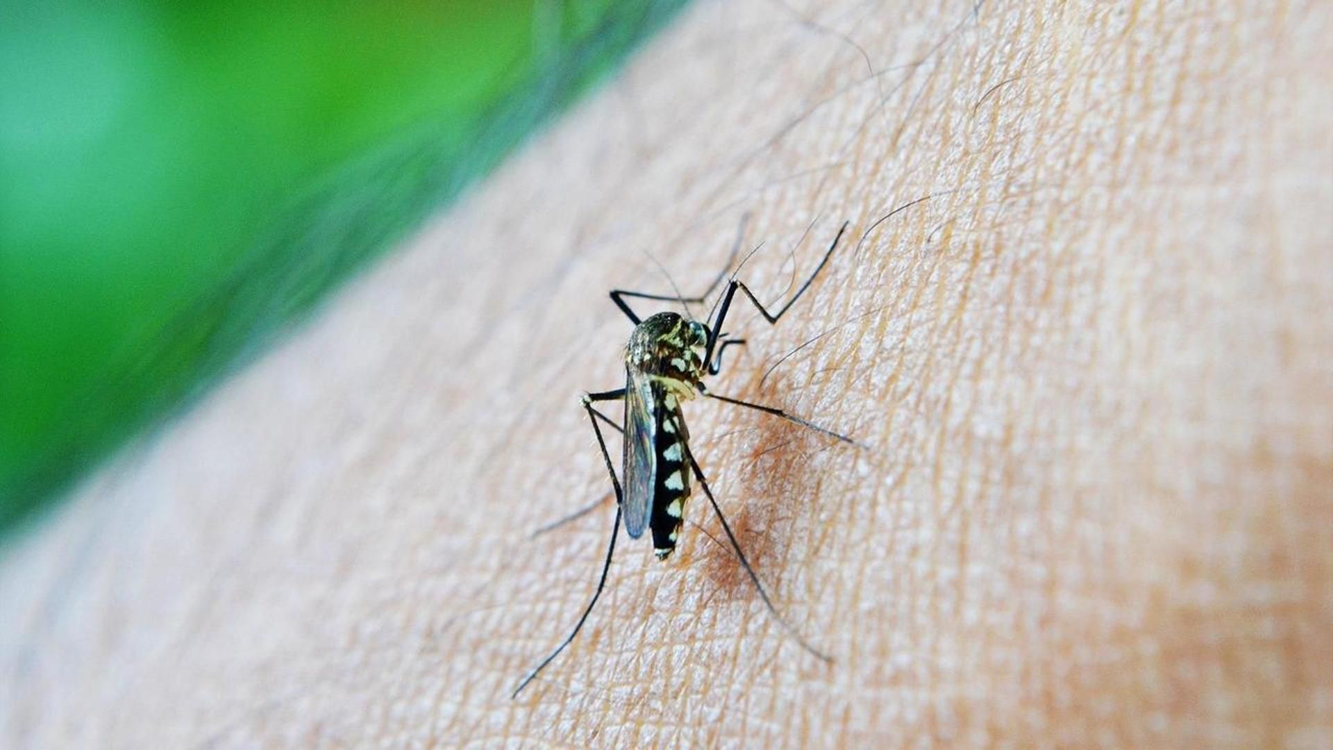 Un caso de malaria detectado en una mujer de Gilena obliga a modificar el protocolo de seguridad en el Hospital Virgen del Rocío de Sevilla