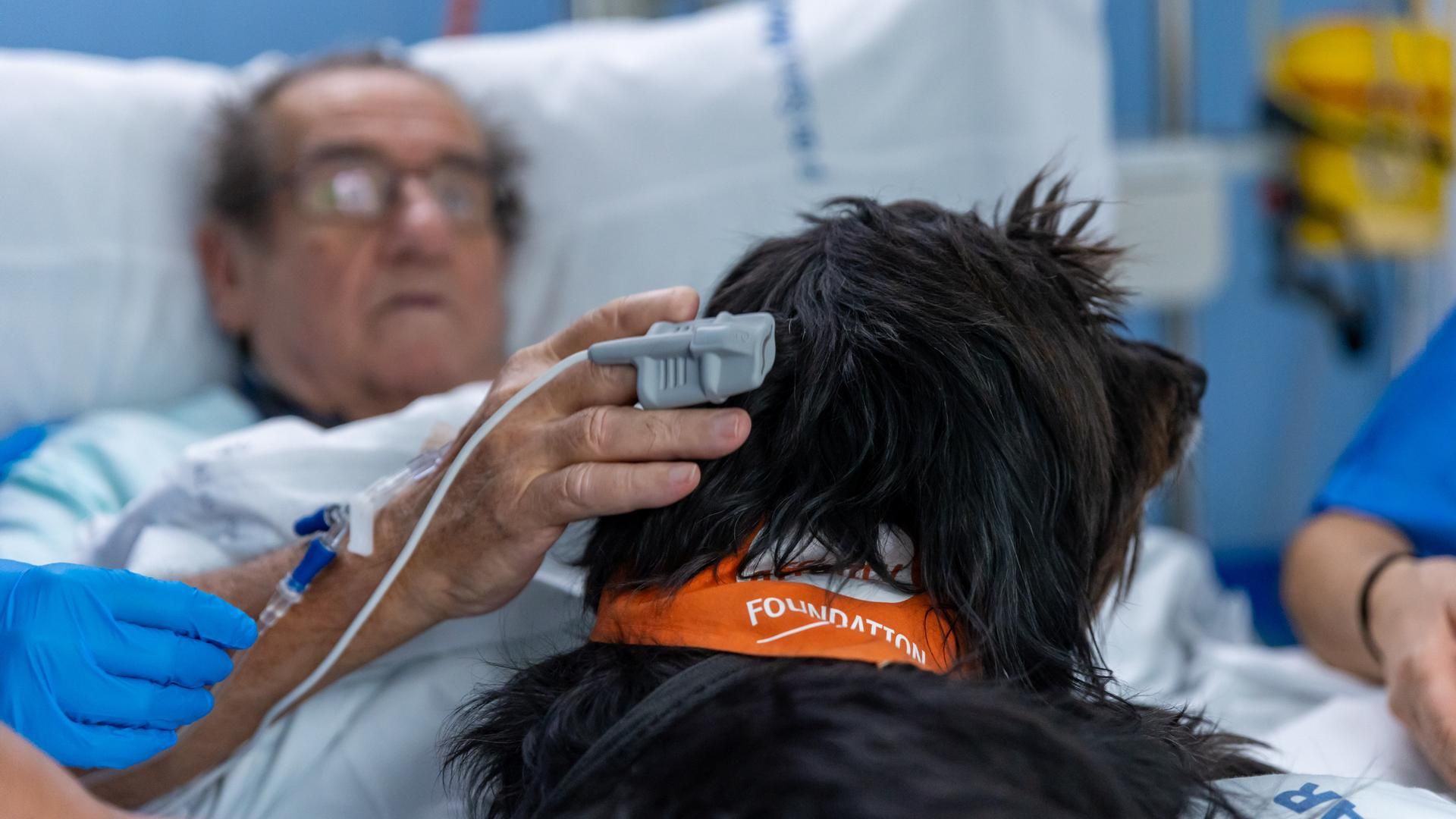 Un paciente acaricia un perro como parte de una terapia, en el Hospital del Mar, en Barcelona