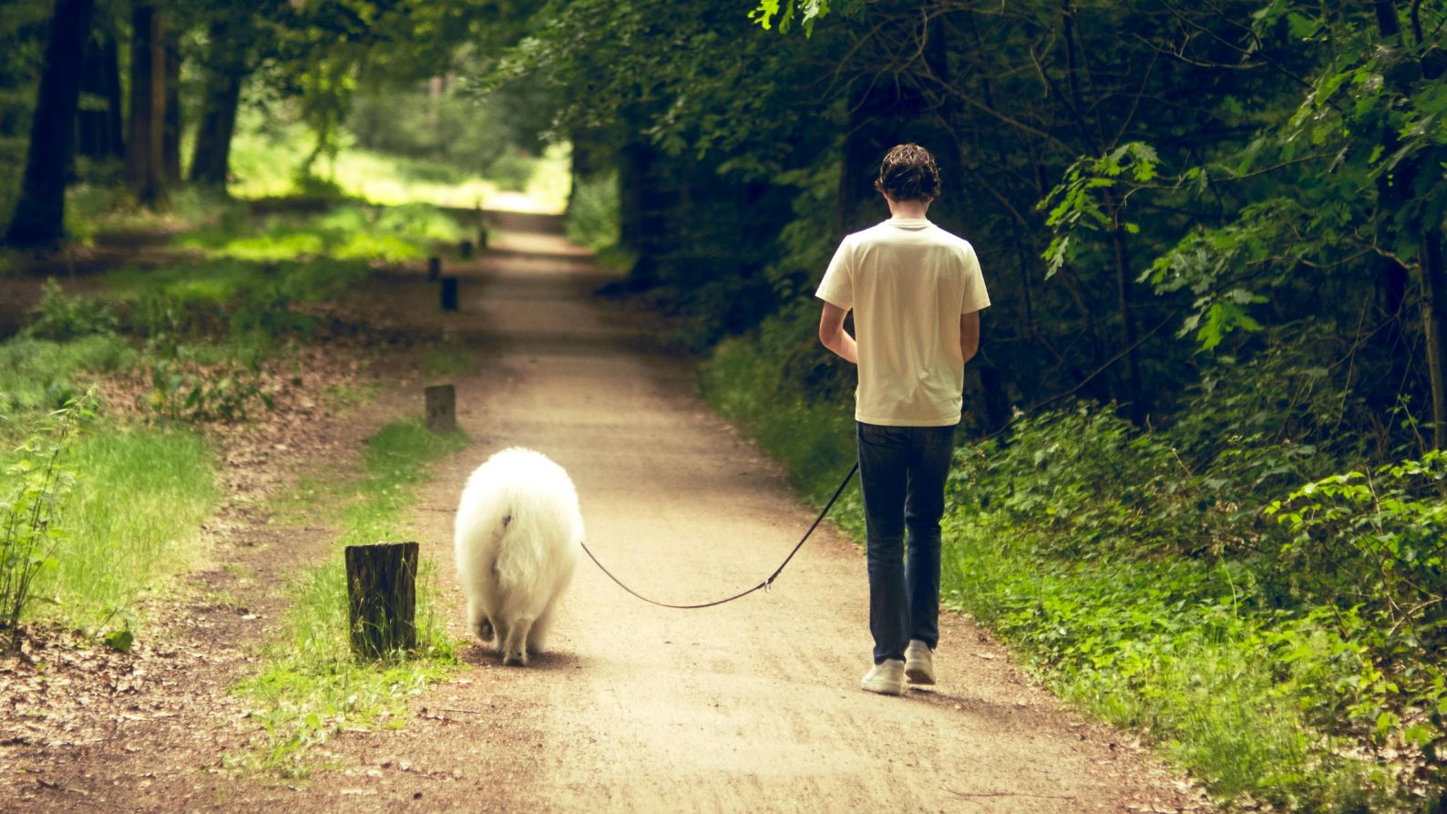 Un perro pasea con su dueño Un perro pasea con su dueño
