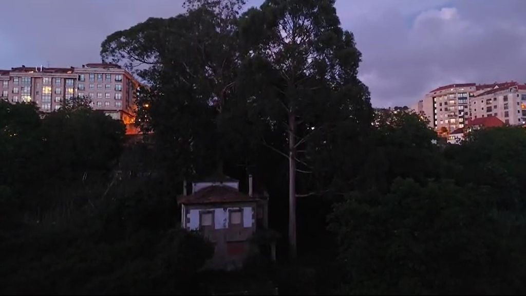 El pájaro que no deja dormir a los vecinos de Vigo