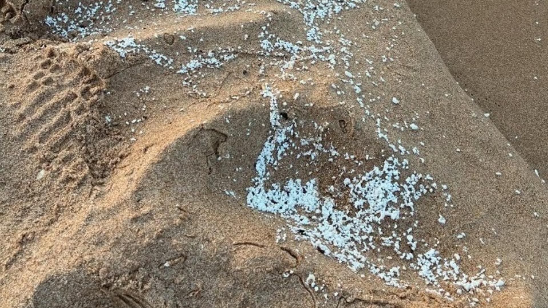 Análisis de vertidos en playas de la Safor, Valencia: sin hidrocarburos ni toxicidad en el agua
