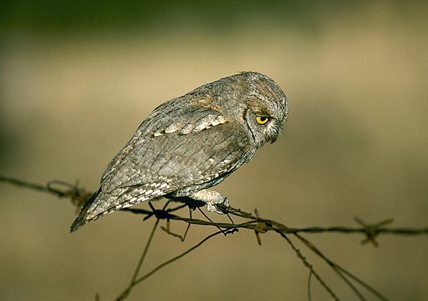 Autillo europeo