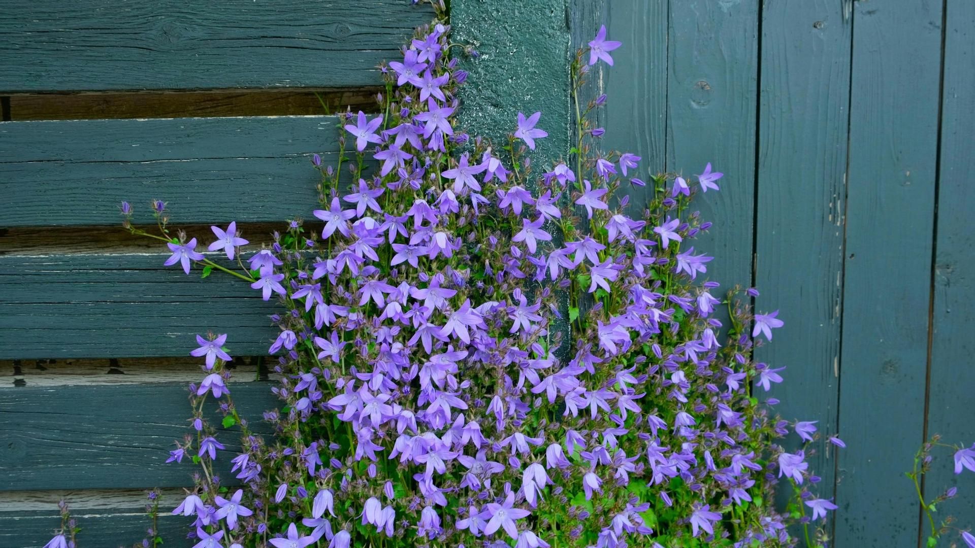 Campanilla o campánula Campanilla o campánula