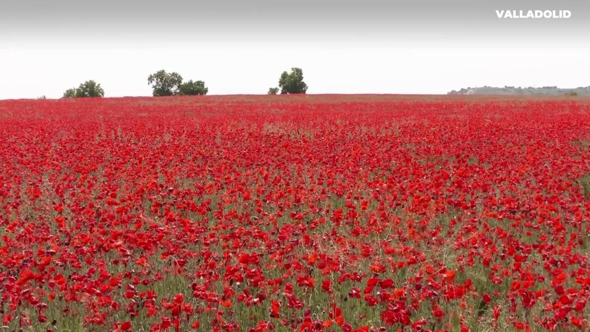 El campo de amapolas que sorprende en Valladolid y que triunfa en redes