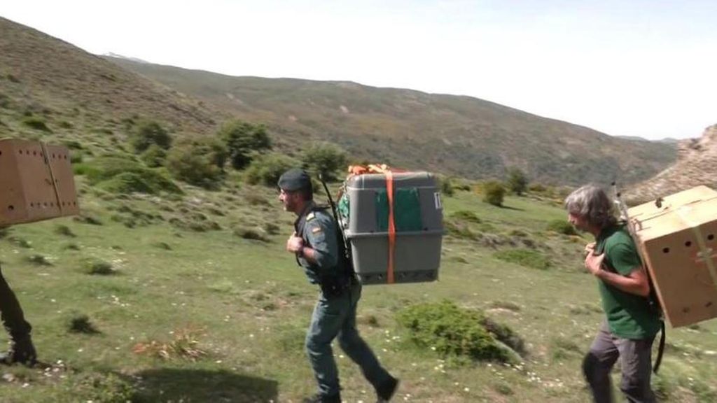 Liberan tres ejemplares de quebrantahuesos en Sierra Nevada: "esperamos que crezcan y críen aquí"