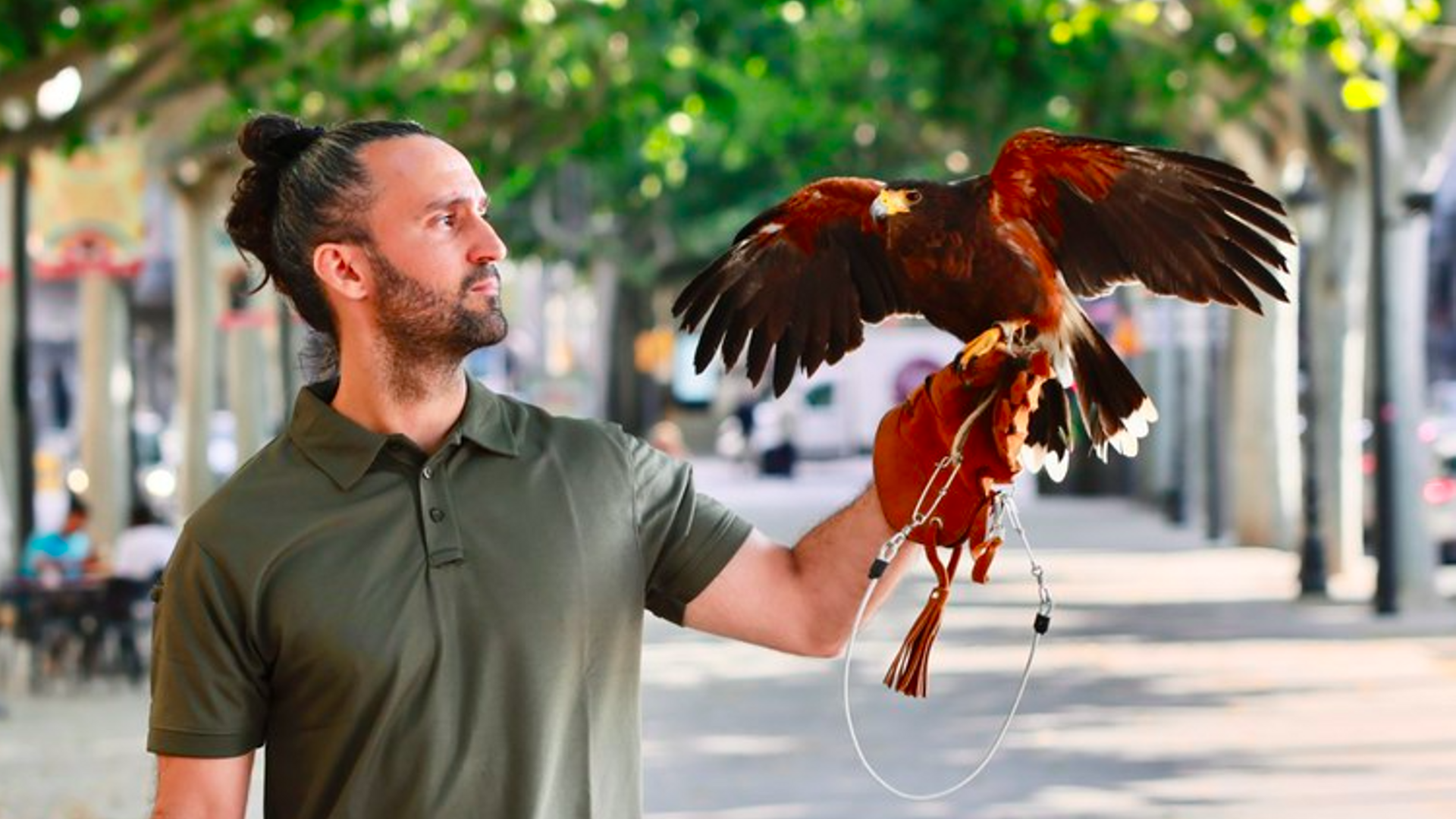 Un águila sobrevuela Lleida para ahuyentar a las palomas