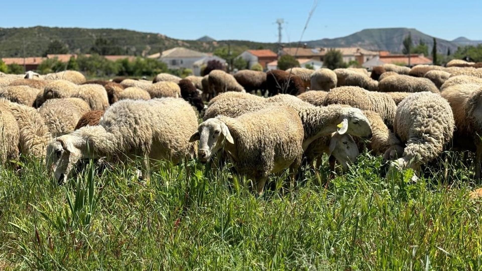 Un rebaño de ovejas pastando