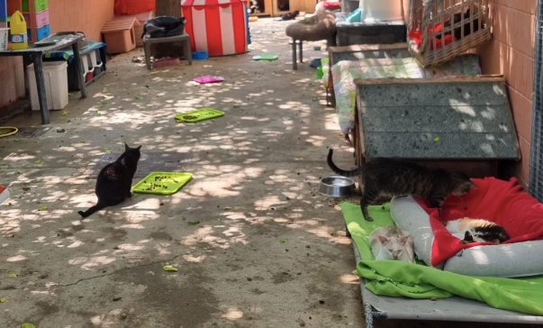 Los animales, en condiciones insalubres en un terreno de Les Franqueses del Vallès