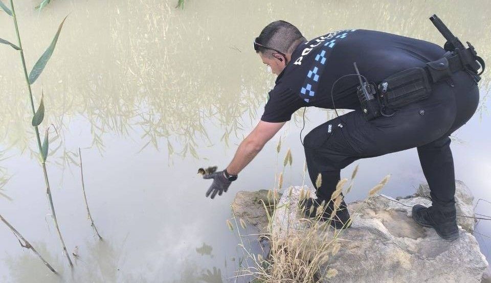 Agente devolviendo al río a unos patitos