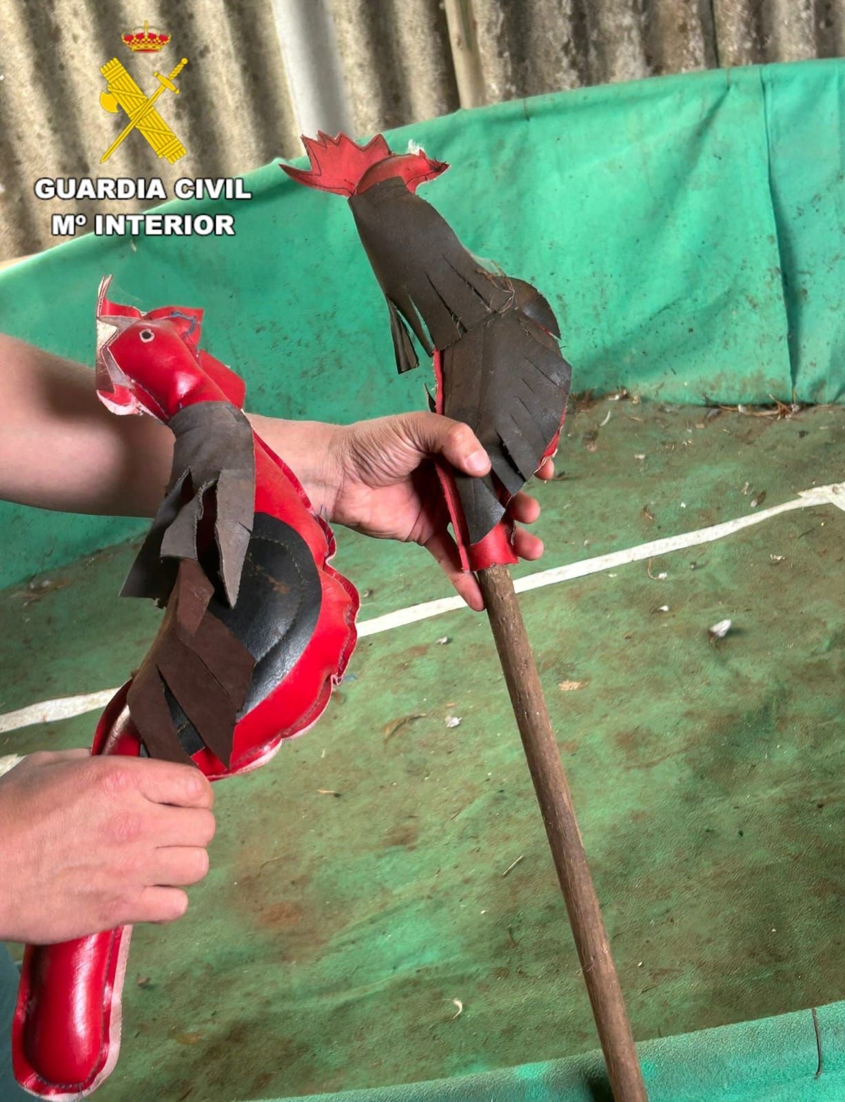 Gallos simulados utilizados para entrenar para las peleas ilegales, incautados en la operación LeCoq