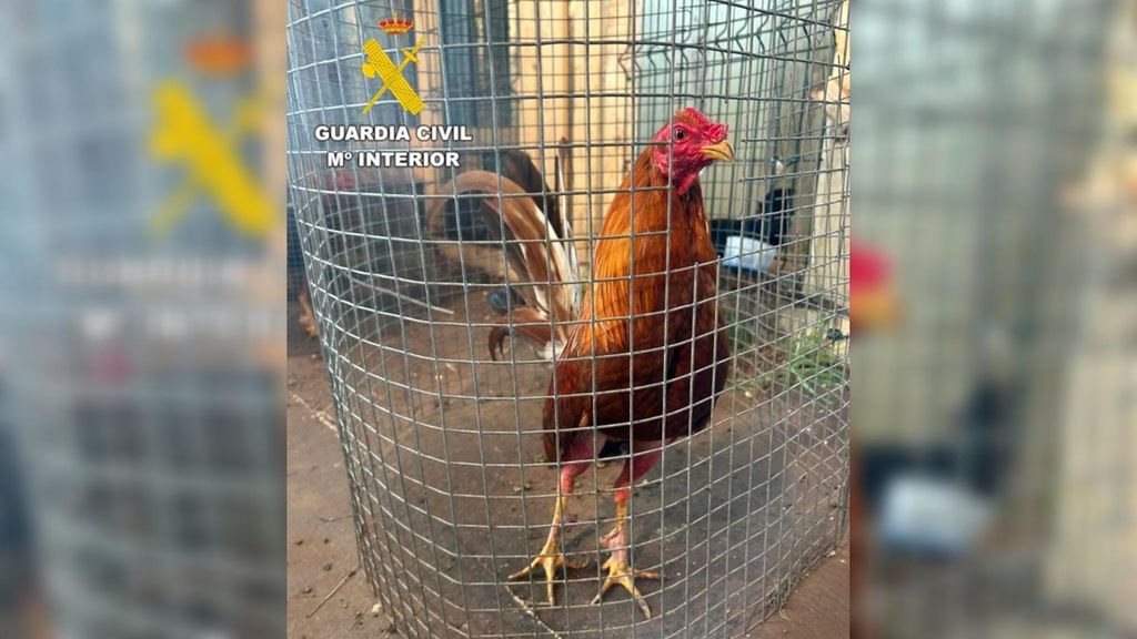 Investigan a cuatro vecinos de Coristanco por organizar peleas de gallos ilegales