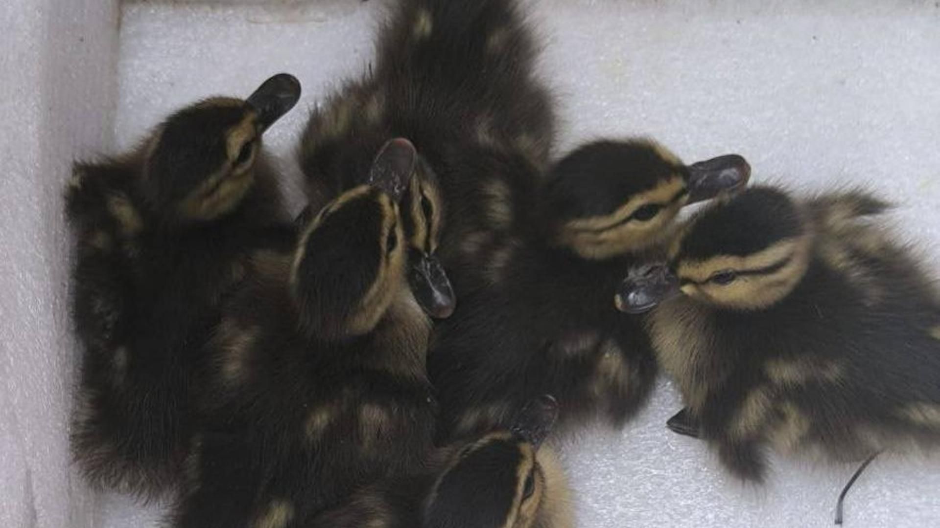 Patitos recogidos en Puente Genil y devueltos con su mamá por agentes