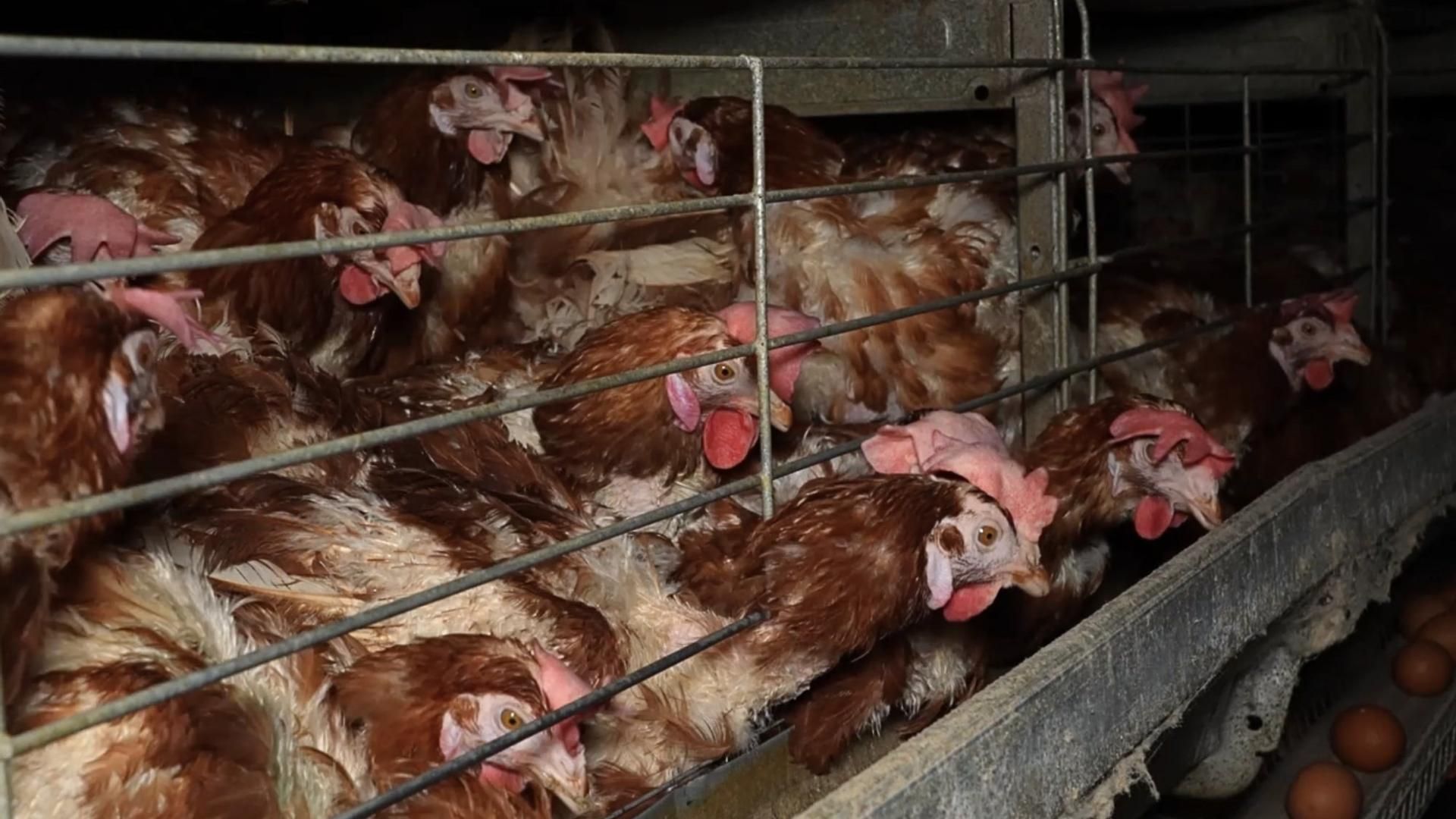 Gallinas hacinadas en una de las naves de la granja avícola denunciada en Llucmajor.