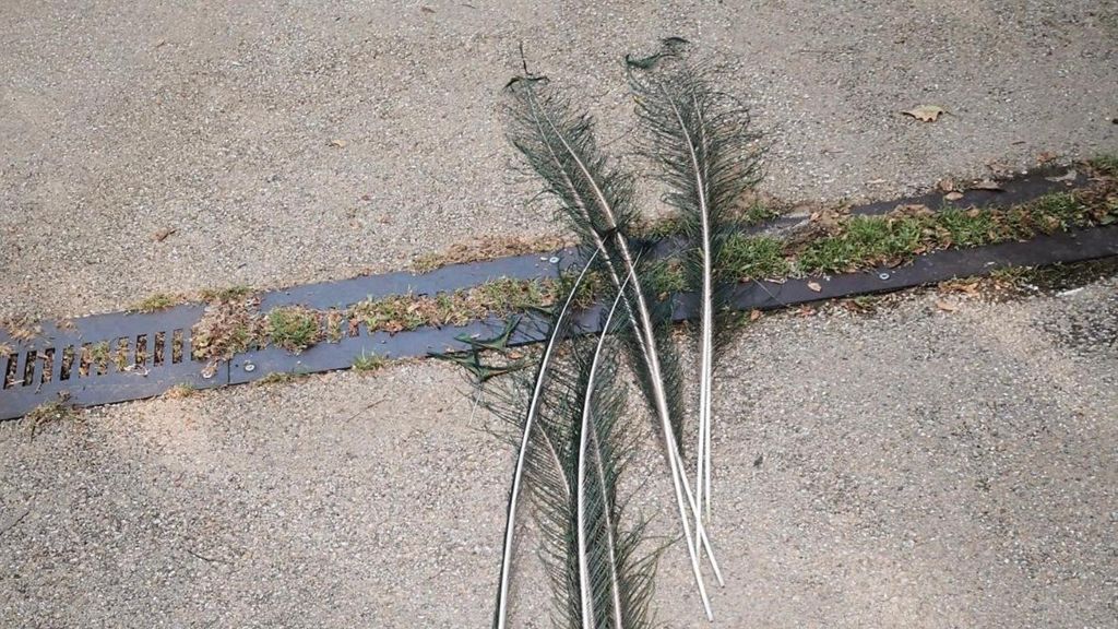 Las plumas arrancadas y ensangrentadas de un pavo real macho