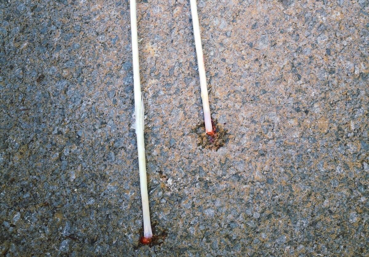 Plumas arrancadas y ensangrentadas