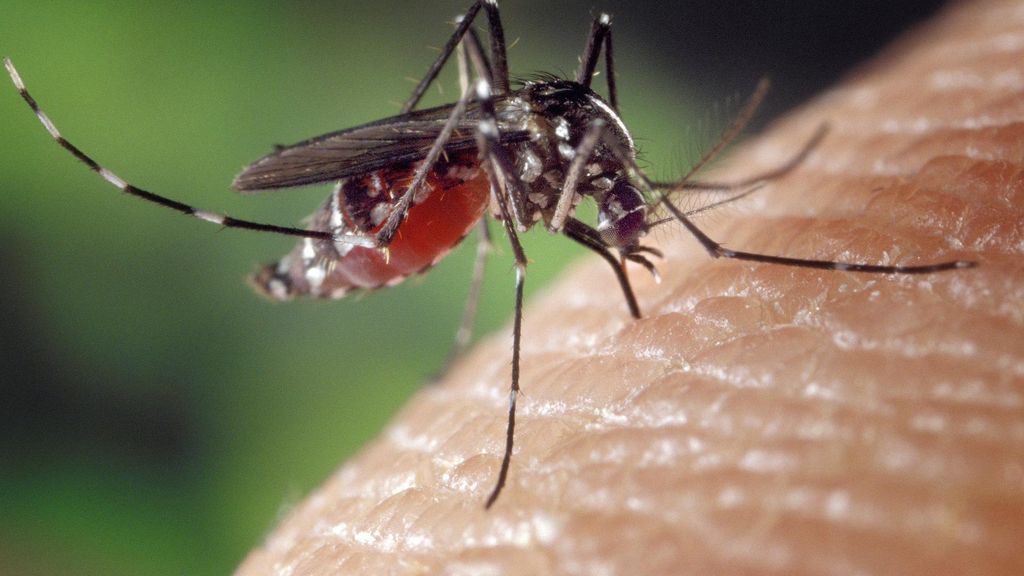 Un mosquito tigre