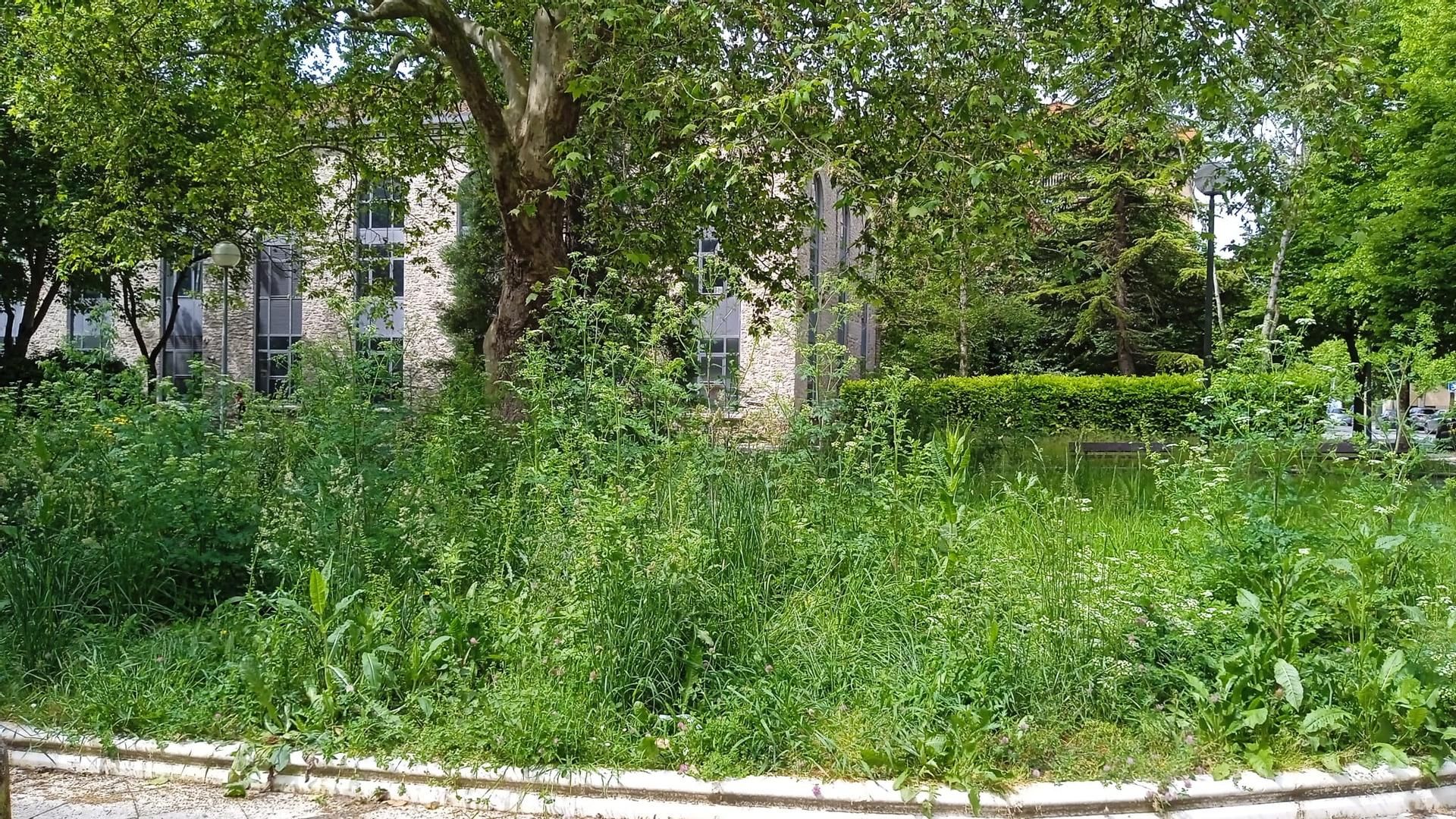 Desde el pasado 26 de marzo, la vegetación ha crecido sin control por toda la ciudad