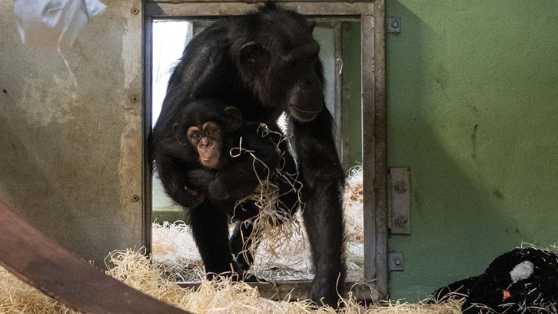 Emocionante reencuentro con su madre del chimpance nacido en BIOPARC Valencia