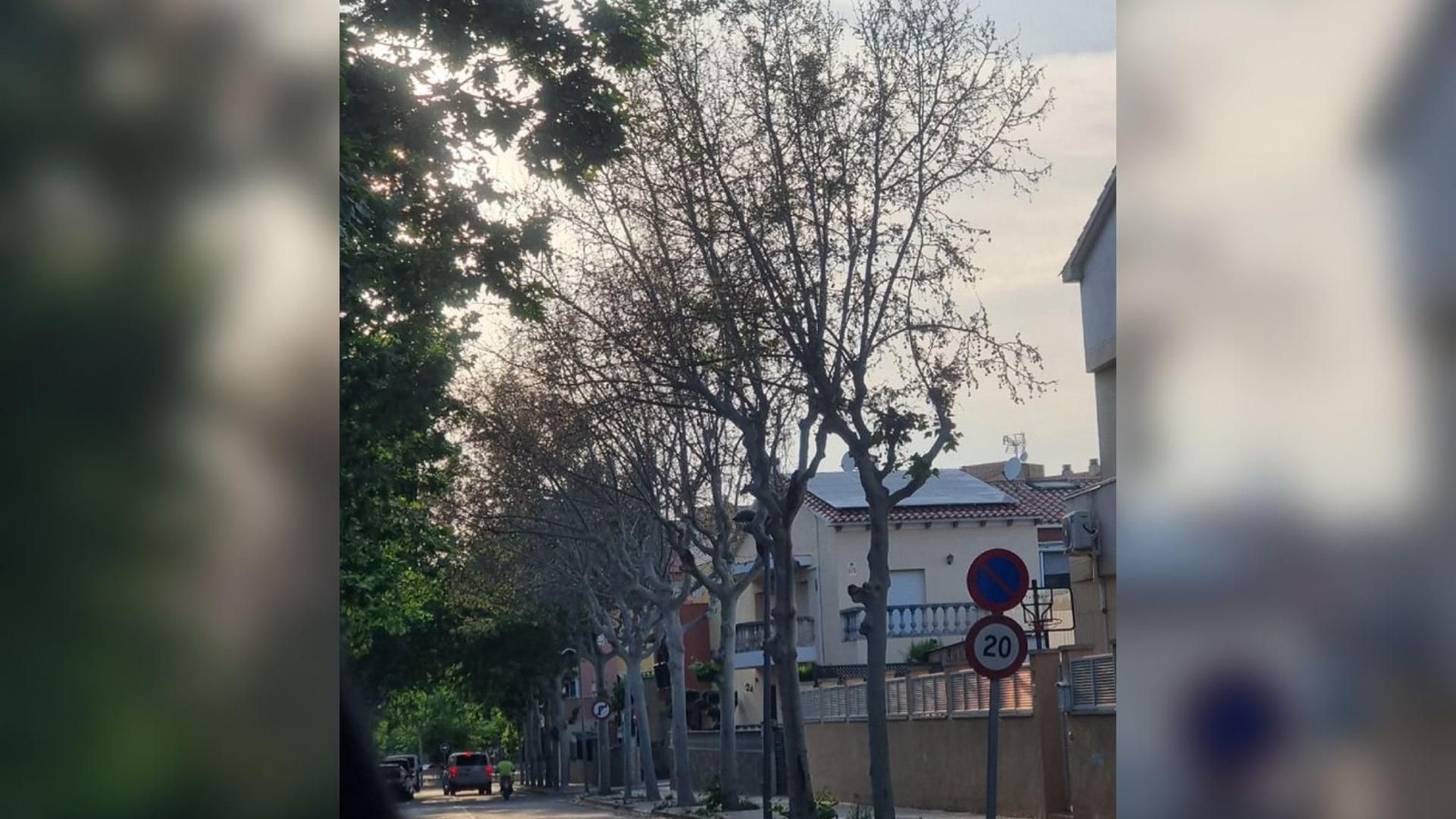 Siete plataneros, muertos por envenenamiento en L'Arboç