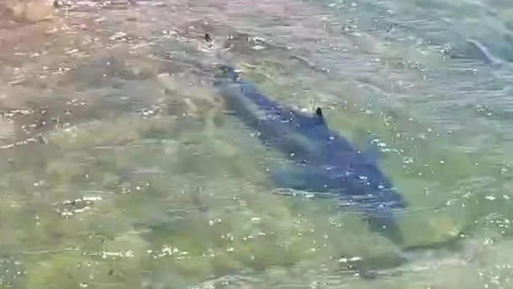 Un tiburón azul avistado en Santoña