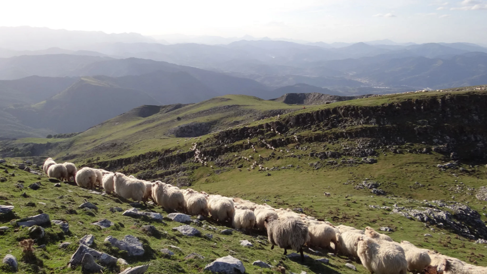 Rebaño de ovejas latxas pastando en el monte