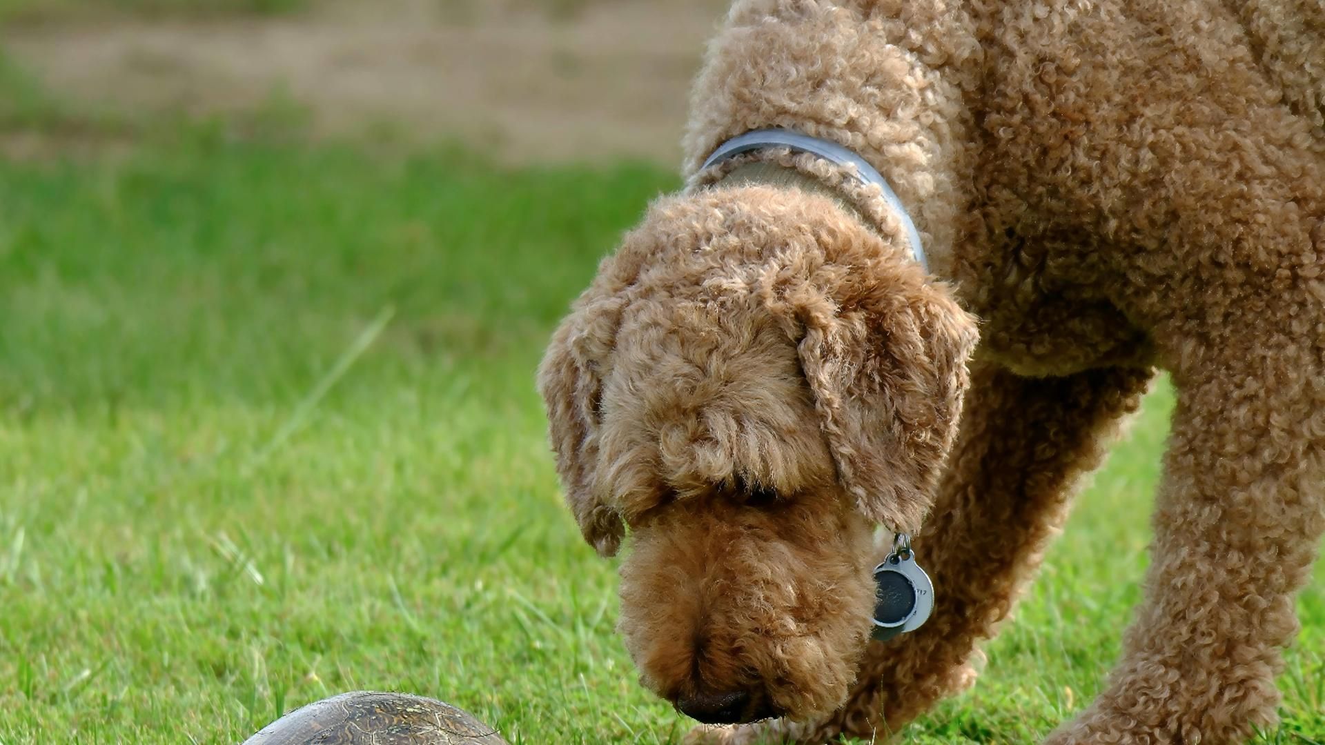 Un perro con un collar en el cuello