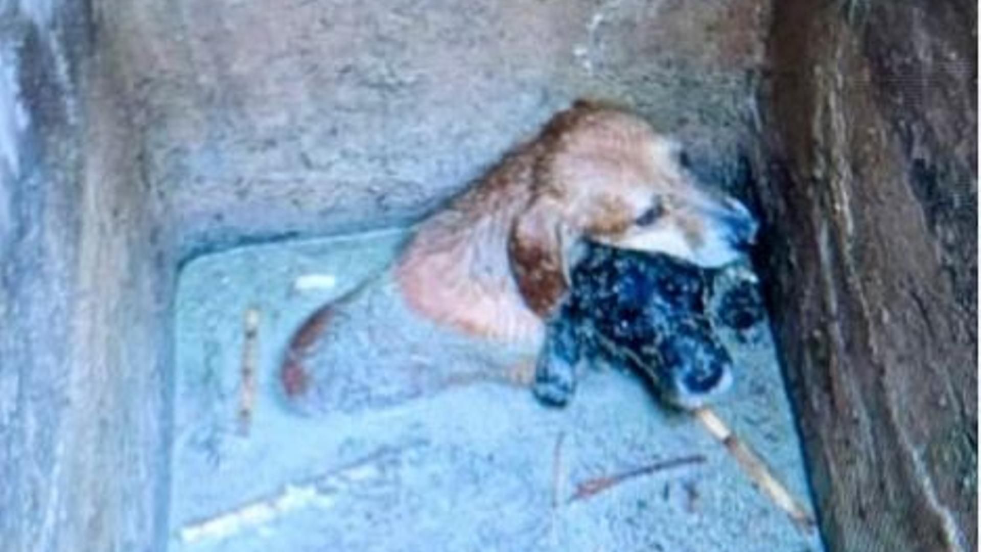 Perros rescatados en El Campello