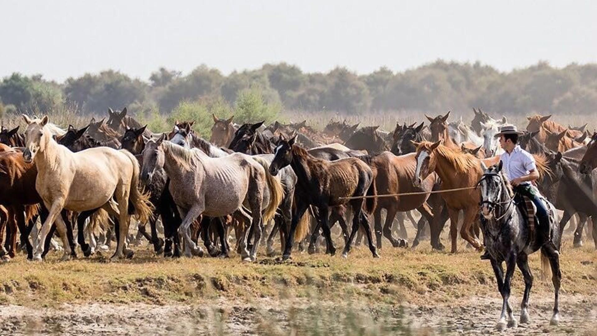 Saca de las Yeguas en Almonte (Huelva) en una imagen de archivo