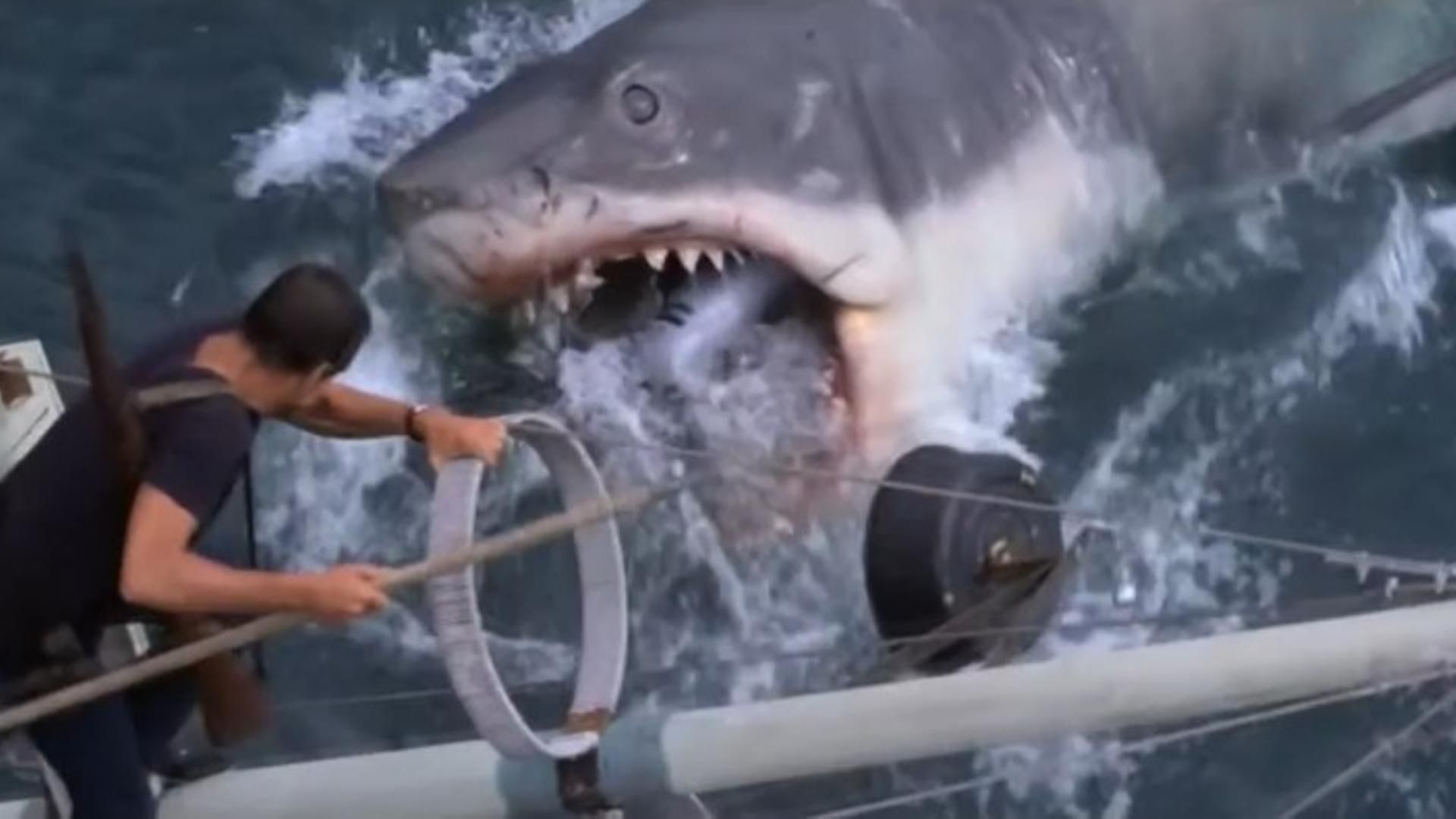'Tiburón', la película que cambió la historia del cine, cumple 50 años