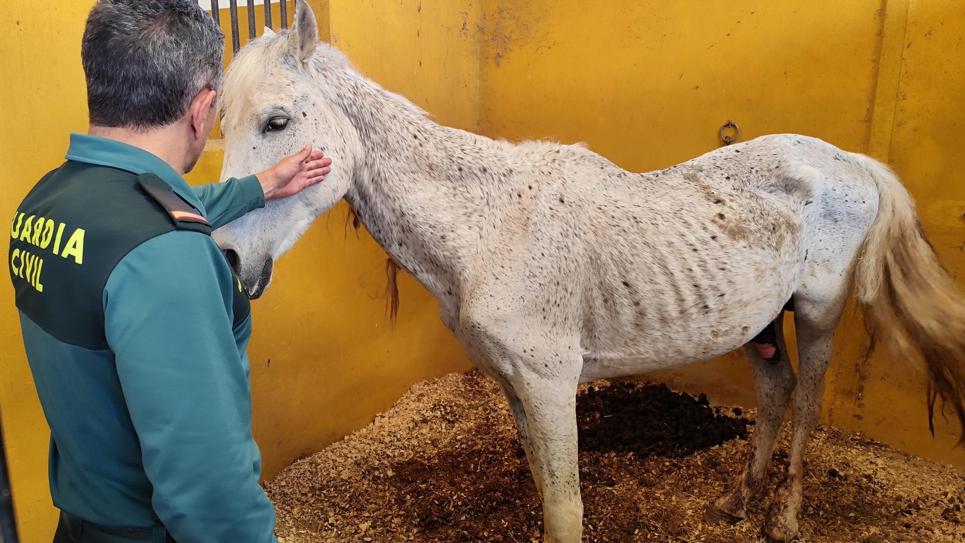 Los caballos se encontraban en un grave estado de salud