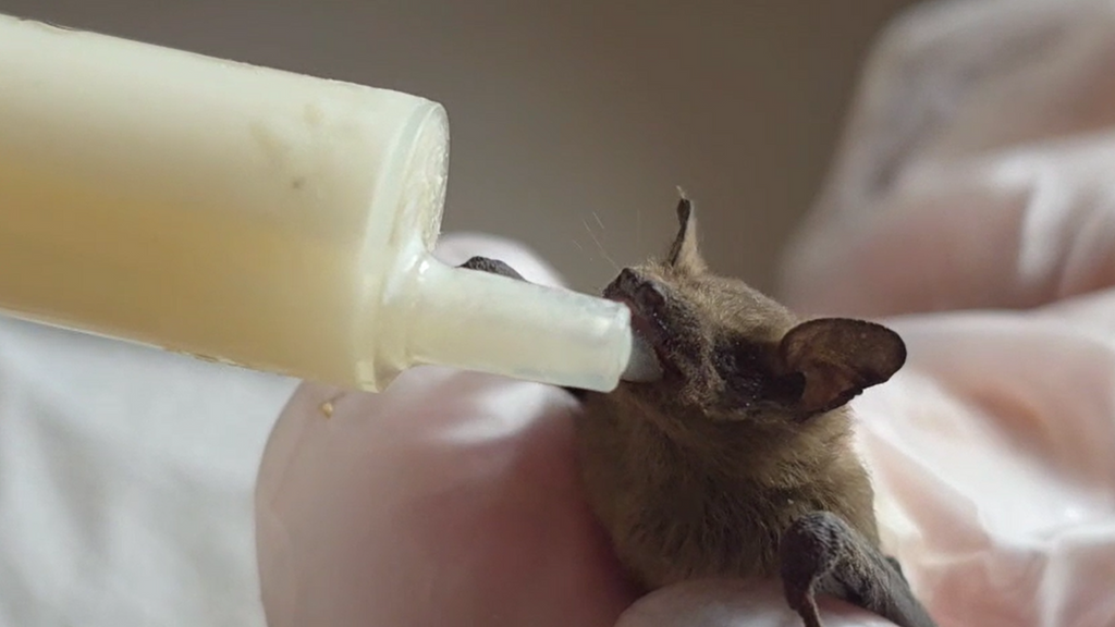 Rescate de crías de murciélago víctimas del calor extremo en Doñana