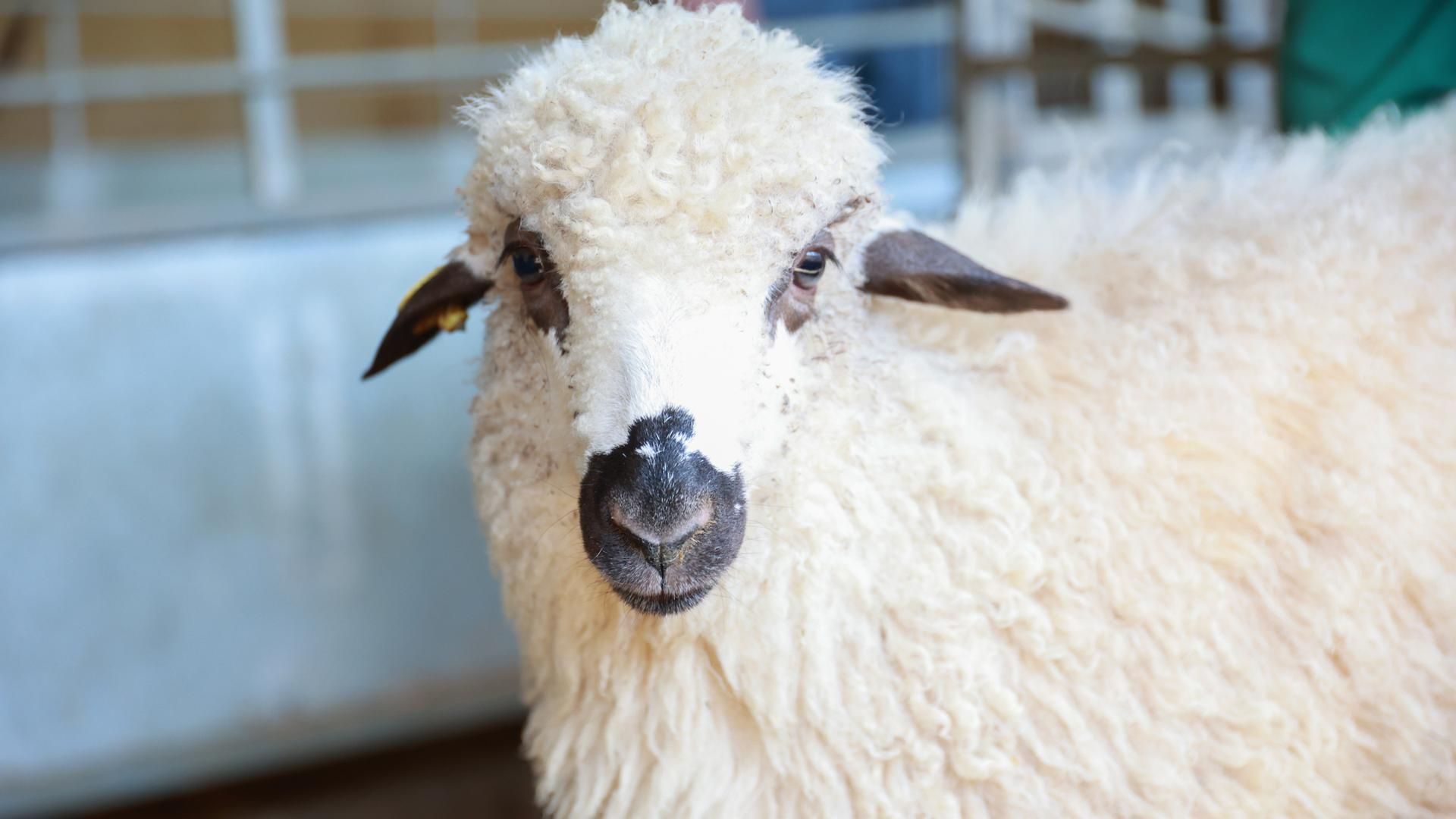 Una de las ovejas churra que puede ser apadrinada