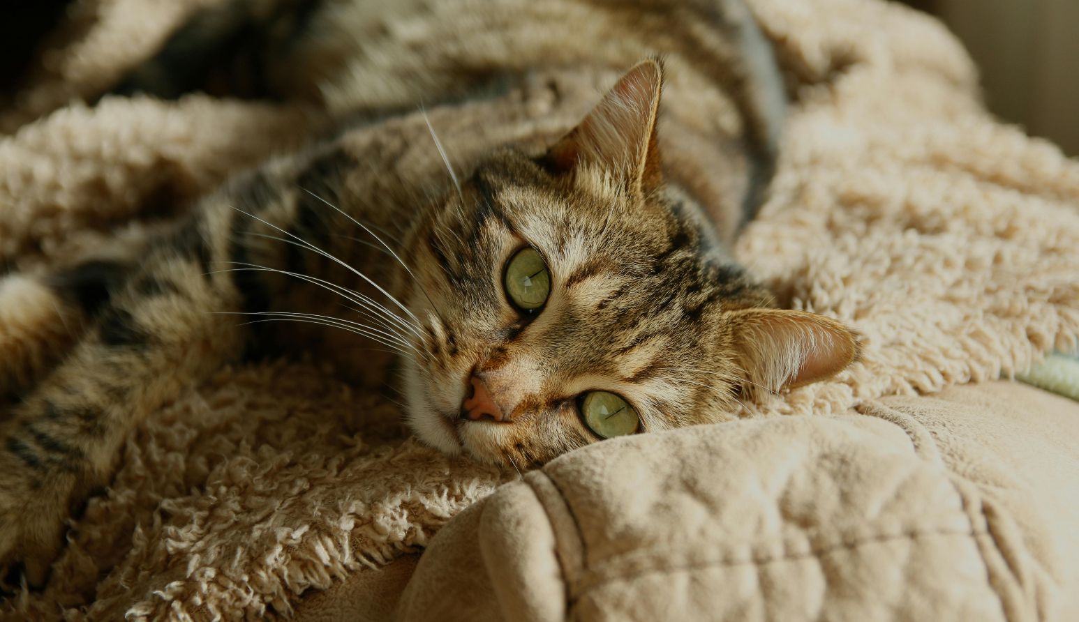 Los gatos y perros son abandonados al cambiar de domicilio