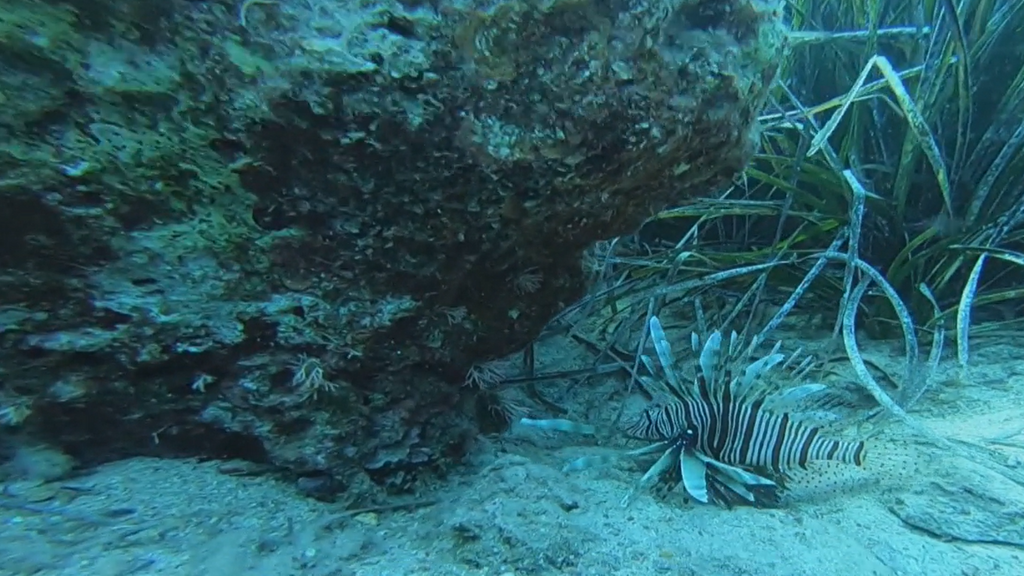 El calor cambia la fauna del Mediterráneo: aparecen más peces tropicales por las altas temperaturas del mar