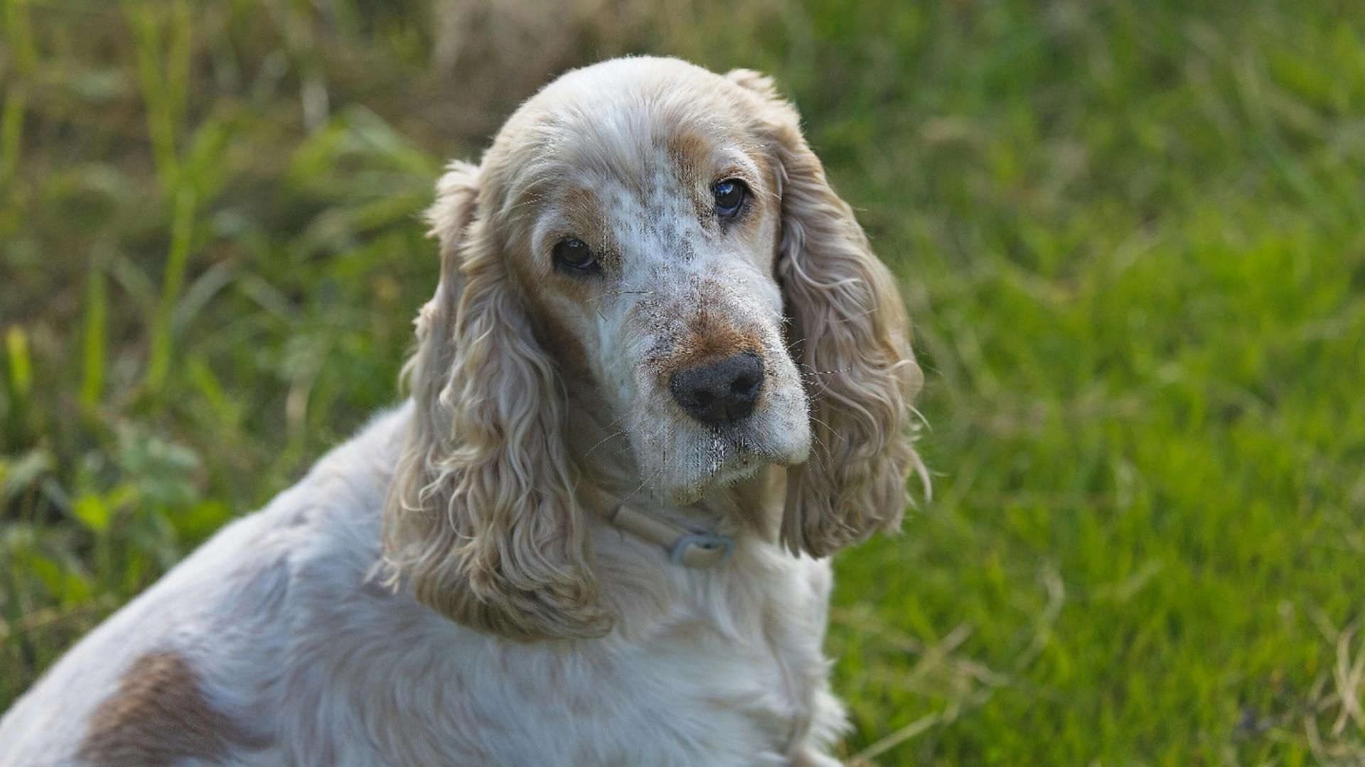 El cementerio público de mascotas de Málaga cumple su primer año
