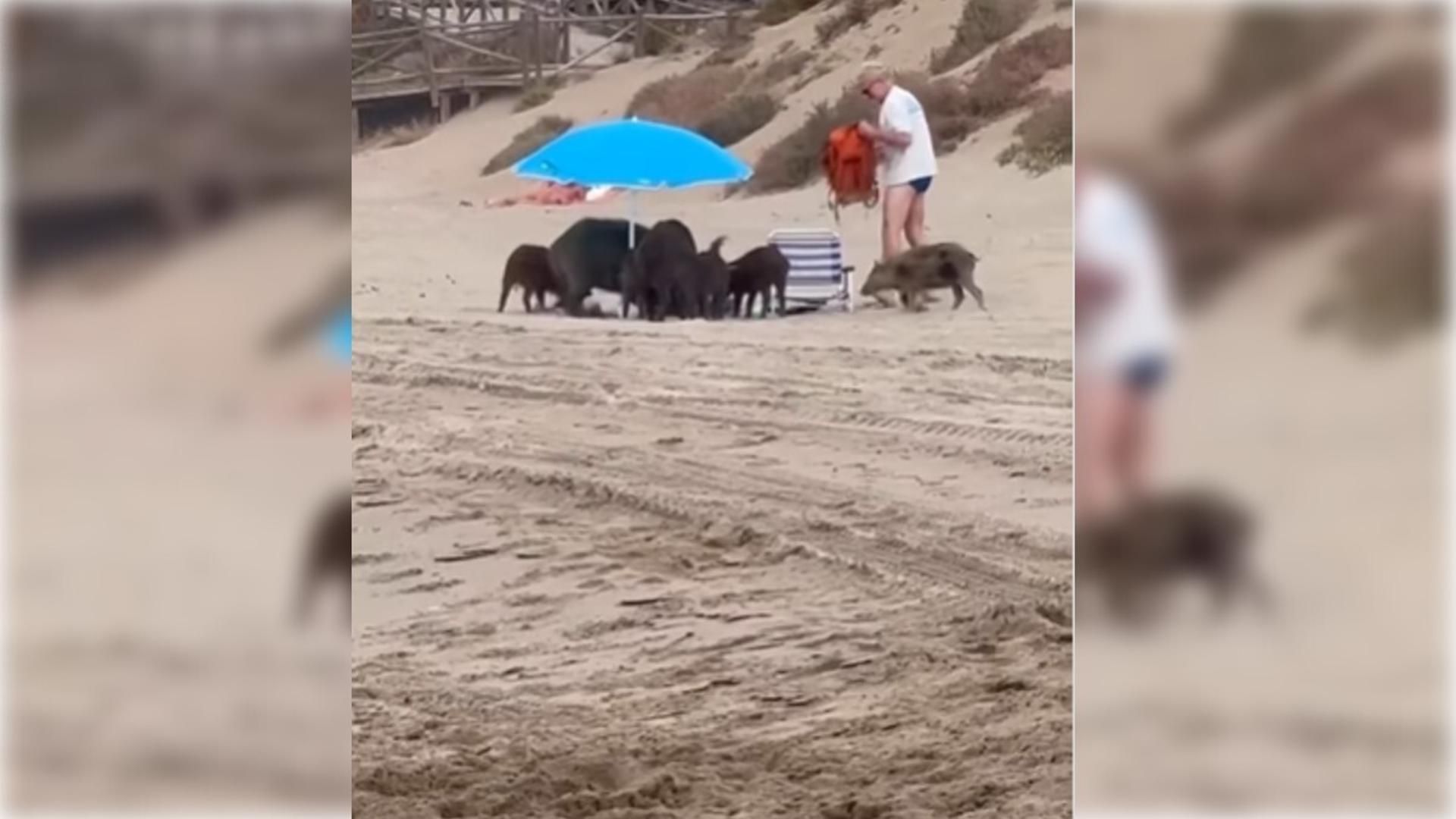 Jabalíes buscando comida entre las pertenecías de un bañista en la provincia de Málaga