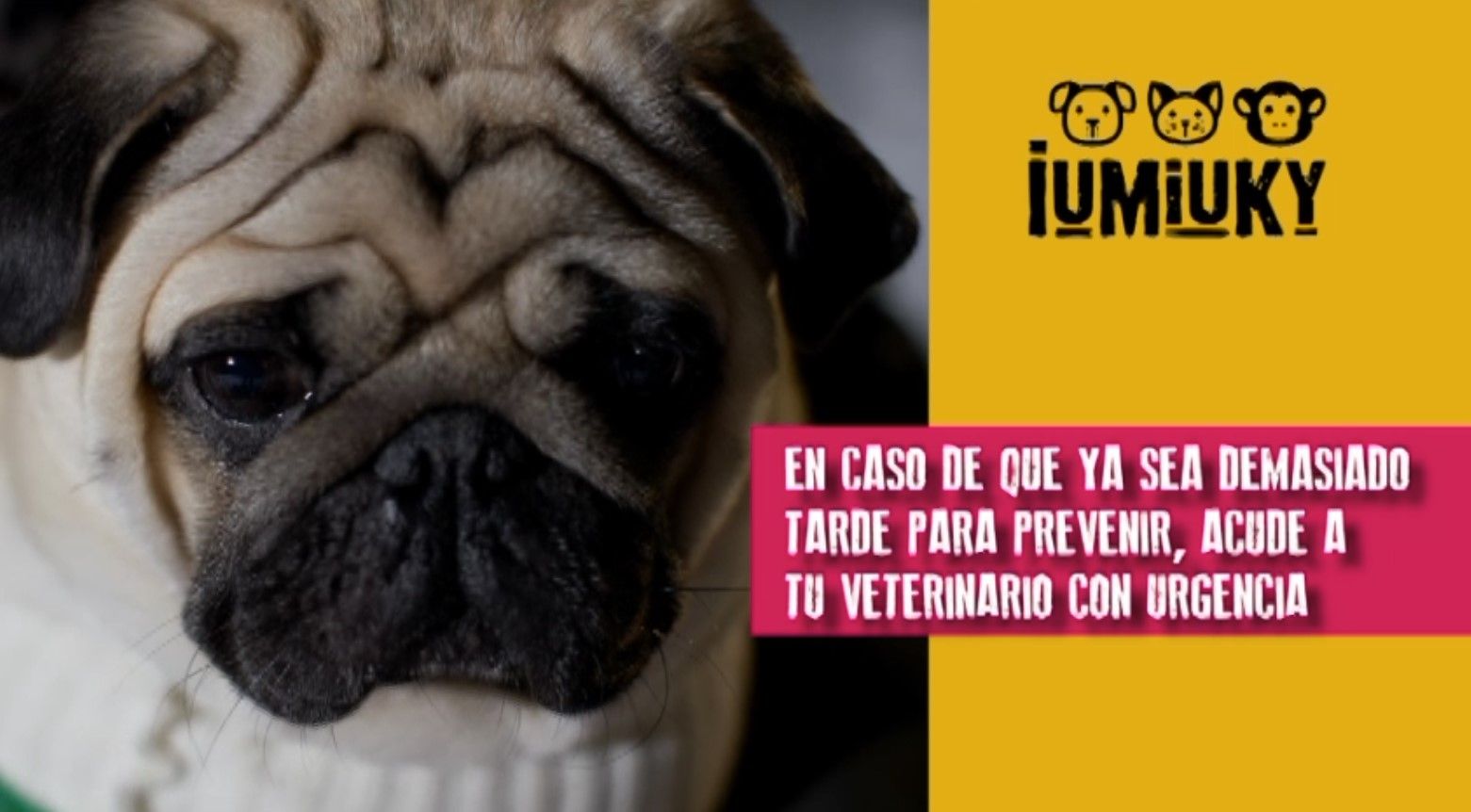 mi perro se ha quemado las almohadillas