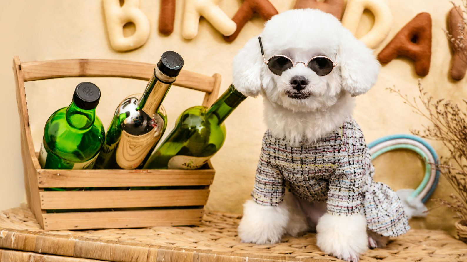 Pet parenting, la tendencia de tratar a las mascotas como familiares