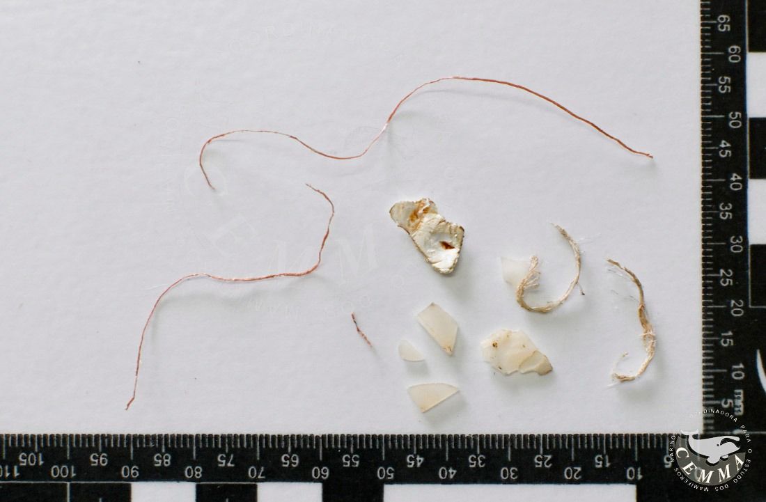 Basura y restos de plásticos encontrados en el interior de una tortuga rescatada en Galicia