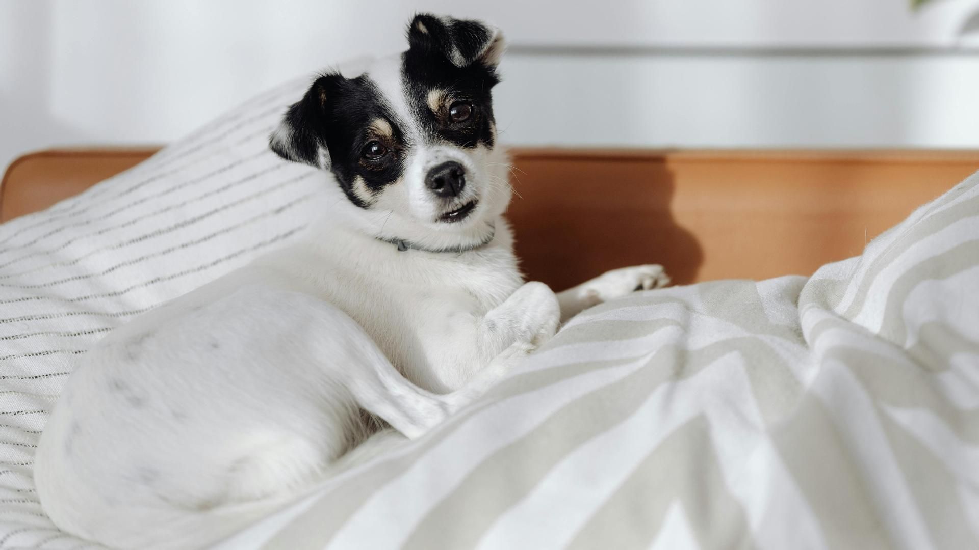 Más del 40% de los dueños dejan que su perro duerma en su cama, según un estudio