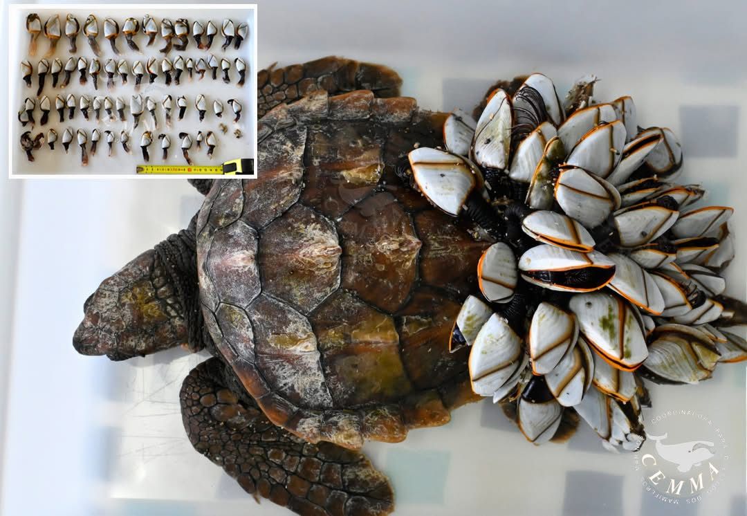 "Percebeira" la tortuga rescatada con percebes adheridos a su concha