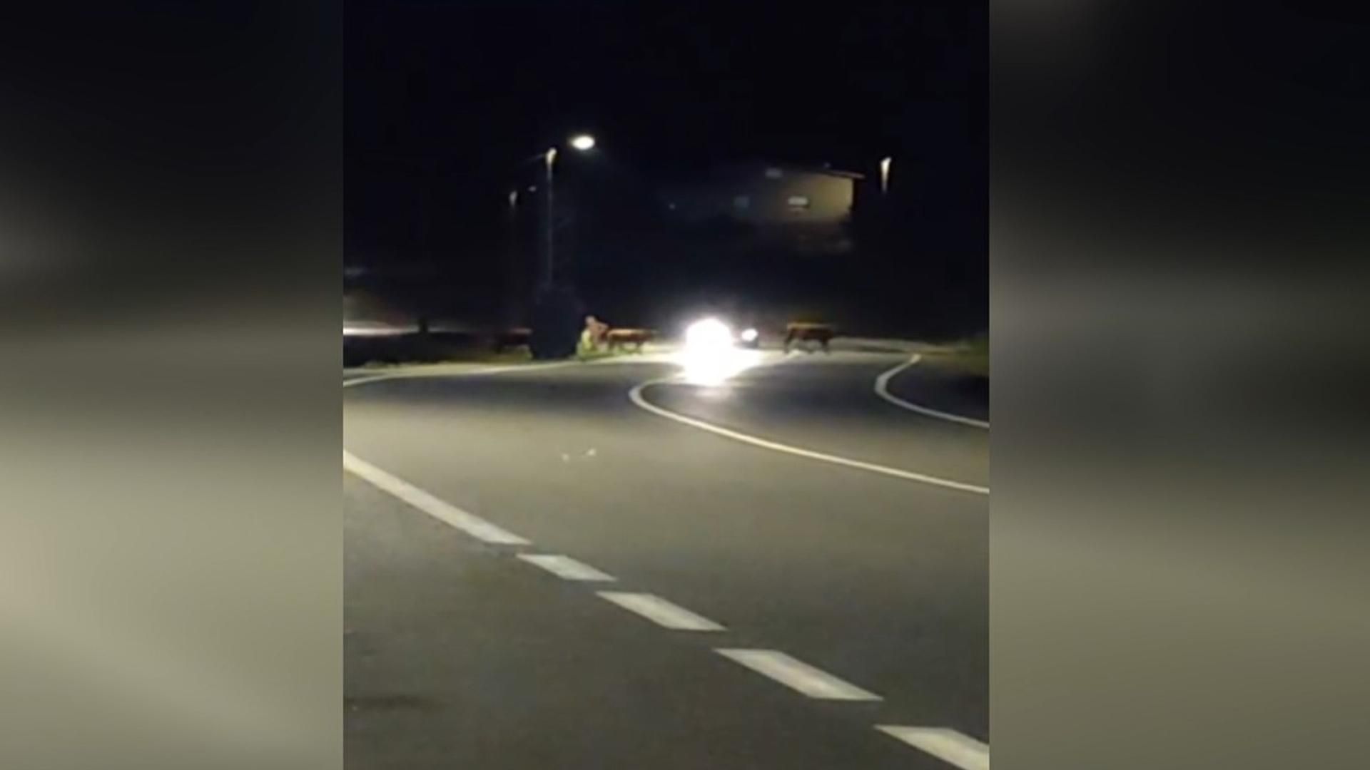 Polémica por el paso de ganado suelto por una carretera de Santiago