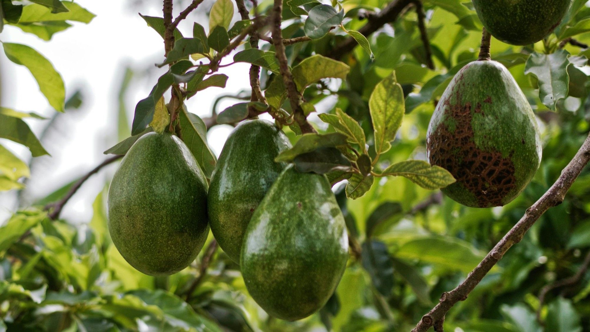 Aprovecha los beneficios de la cáscara del aguacate. FUENTE: Pexels