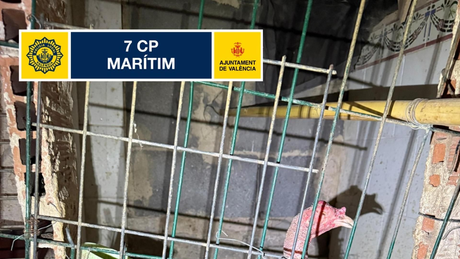 Los gallos tenían las crestas cortadas y las garras manipuladas