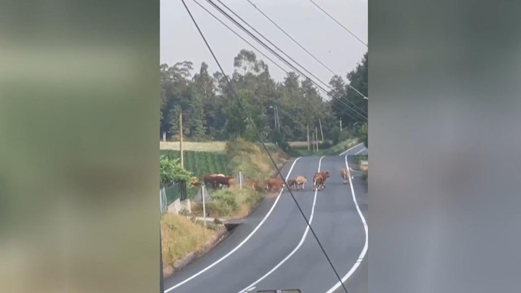 Polémica por las imágenes habituales de vacas cruzando una carretera de Santiago