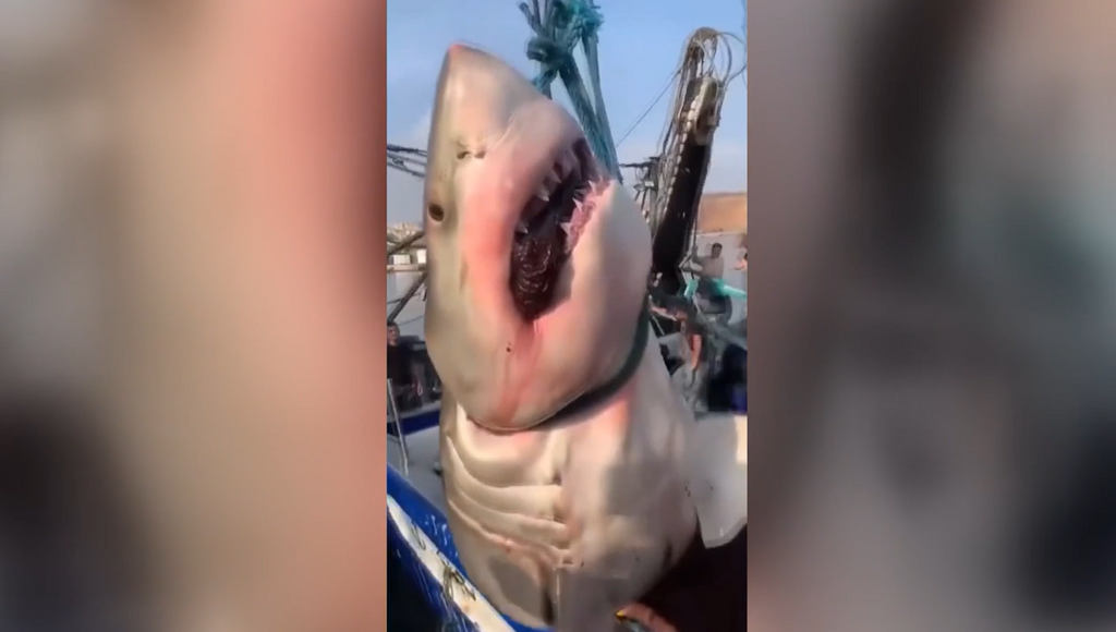 Capturan un enorme tiburón blanco en Argelia